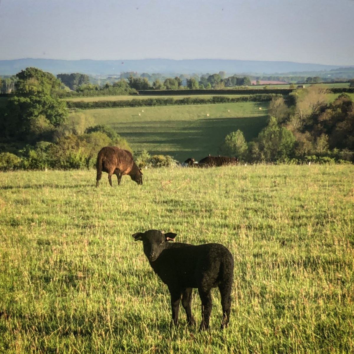 Black Welsh Lamb