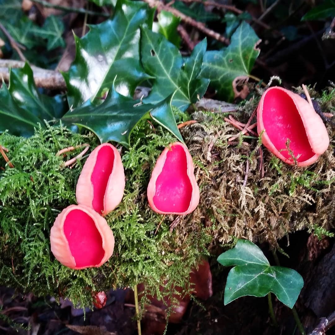 Elfcup mushroom