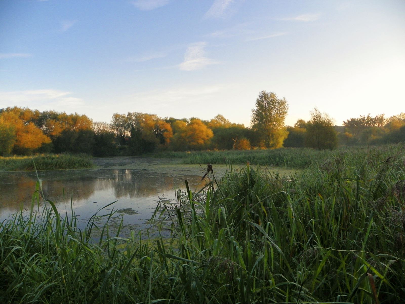 Magor Marsh at Dawn (Amanda Jones)