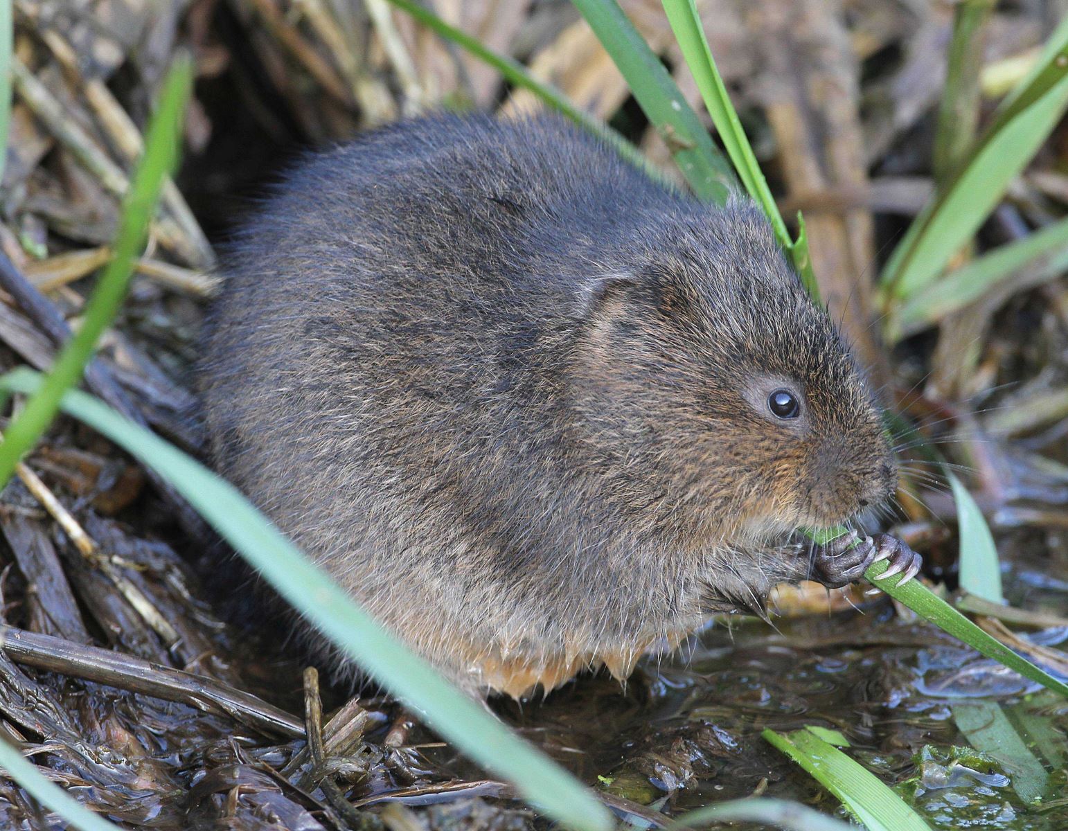 Water Vole at Magor Marsh (Andy Karran)