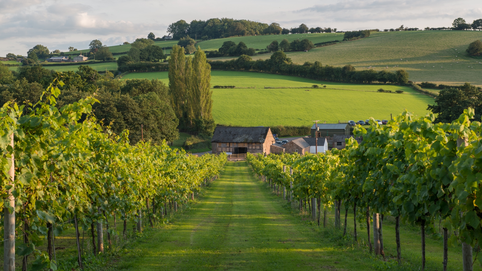 Whitecastle Vineyard